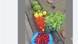 Organic farm Mountain, 30 min. from Sosua. 400k Meter.  Producing Fruit,Veg. Prefer Spanish speakers