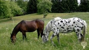 Homestead, Horse Ranch, Livestock Farm, Orchard