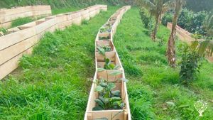 Tea Plantation near the Atlantic Ocean