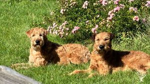 Hobby Farm in the beautiful Vienne