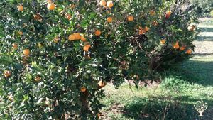 Azienda agricola biologica