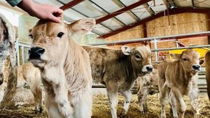 Azienda agricola con allevamento, macelleria aziendale, agriturismo e agricampeggio. Autosufficiente