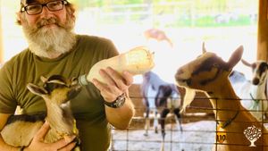 Sustainable goat dairy producing a variety of goat milk products.