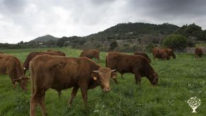 Organic certified Farm - vegetables, eggs and meat