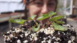 Educational Centre, Agritourism Destination, Perennial Vegetable Source, Fruit tree nursery, Orchard