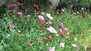 Wild flowers 