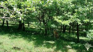 Ferme arboricole bio