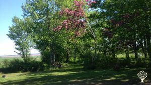 Our yard