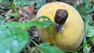 Organic Mango Finca