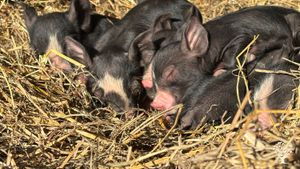 Human scale Permaculture farming with hens, sheep, pigs and vegetables.