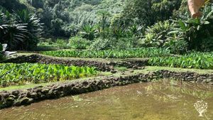 Traditional wetland taro farming in ancient lo'i