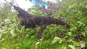 "Schwer-wiegender-Schwarm"