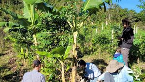 Foco em experimentação de sistemas agroflorestais com foco em fruticultura e regeneração da paisagem