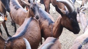 Fattoria agroecologia sulle colline teramane