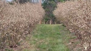 blueberries in bloom