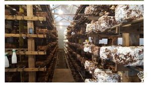 Family home and garden - rural, Homestead, Livestock Farm, Orchard, Mixed Farm, Farm, Family farm