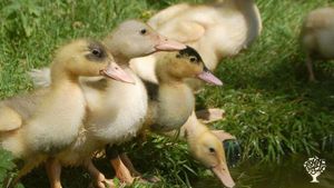 Hobby/Small-holding/Homestead/Lifestyle Farm