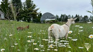 Dairy goats Cinnamon and Caramel, the 110 year old barn in the process of being restored.