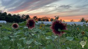 We are a very small CSA-farm and produce vegetables (90%) and fruits and berries (10%).