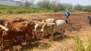 Cattle ploughing 