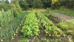 Smallholding