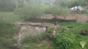 Elevage familial de canards