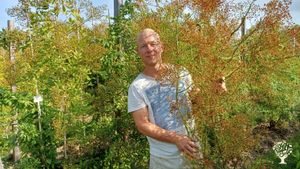 Biologisch kleinfruit en sierheester bedrijf met rode bessen en rozenbottels