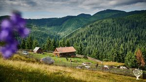 Wanderreitalm in der Wildnis der Karpaten