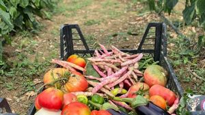 Kadın Emeği Tarım