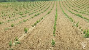 Exploitation viticole et maraichage en conversion bio