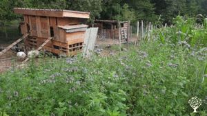 Espace poulailler. Implantation de fleurs mellifères.