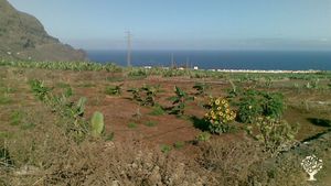 Finca ecológica en el norte de Tenerife,  hortalizas, frutales, tropicales, aromáticas....