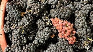 Azienda vitivinicola biologica