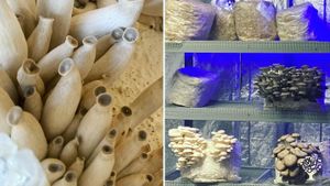 Growing in the fruiting rooms