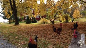 Family farm
