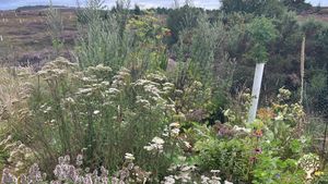 Medicinal herb garden (year 2)