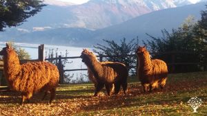 Granja a la orilla del lago General Carrera, con huerta orgánica y animales