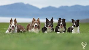 We are an organic sheep and cattle farm based on the Isle of Bute in Scotland
