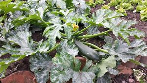 Social Care Farm with a community