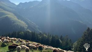 Il s'agit de l'alpage, en gruyère :) 