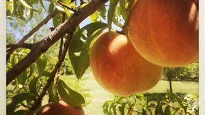 Regenerative Farmstead near Santa Fe