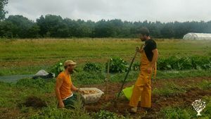 Boulangerie paysanne, maraichage et élevage