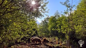 Get involved with life on a mixed farm in Mid Wales