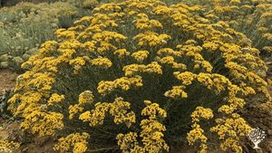 Culture de Plantes médicinales biologiques pour huiles essentielles - Apiculture
