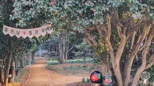 <CN103>동백나무숲  유기농농장 / Camellia Forest Organic Farm