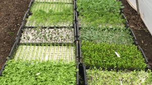 We are a very small CSA-farm and produce vegetables (90%) and fruits and berries (10%).