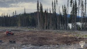 This is the farm site. It was clearcut by logging industry and we are removing stumps/wood