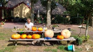 Harvesting the pumpkins