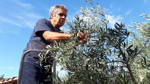 Mario raccoglie le olive