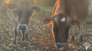 Family farm that is a small operation that is growing and direct markets to consumers.